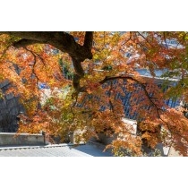 御袖天満宮の紅葉