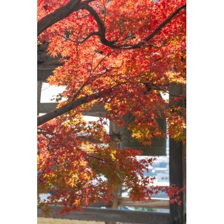 大山寺の紅葉