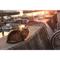 漁港と猫