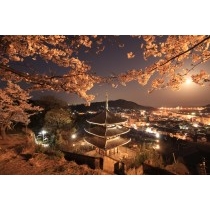 天寧寺と夜桜