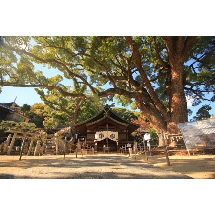 艮神社拝殿と大楠