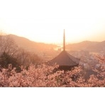 桜と海雲塔