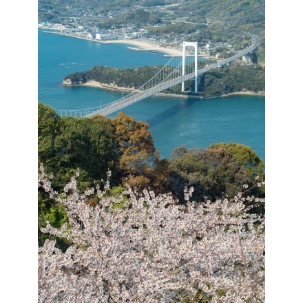 カレイ山展望台からの桜風景