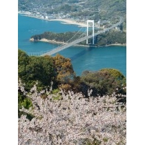 カレイ山展望台からの桜風景