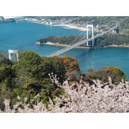 カレイ山展望台からの桜風景