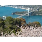 カレイ山展望台からの桜風景