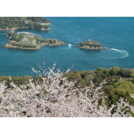 カレイ山展望台からの桜風景