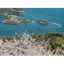 カレイ山展望台からの桜風景