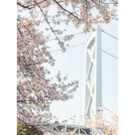 桜越しのしまなみ海道因島大橋