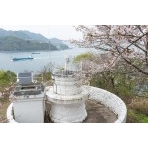 高根島灯台の桜風景