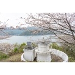 高根島灯台の桜風景