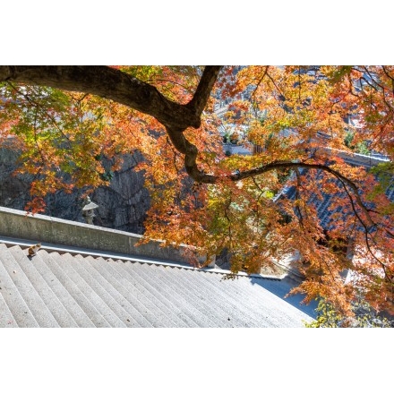 御袖天満宮の紅葉と猫