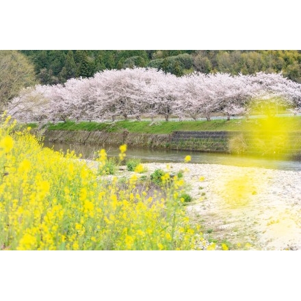 御調川沿いの桜