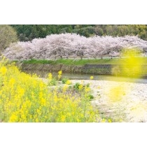 御調川沿いの桜
