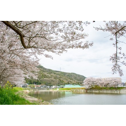 御調川沿いの桜並木