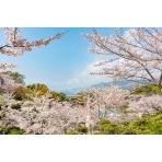 千光寺公園の桜風景