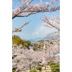 千光寺公園の桜風景