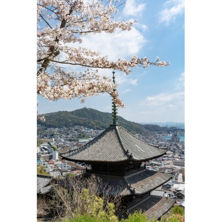 天寧寺三重塔と桜