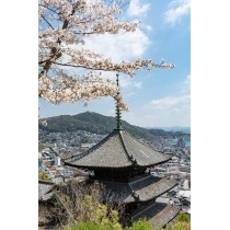 天寧寺三重塔と桜
