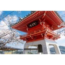 千光寺の鐘楼と桜