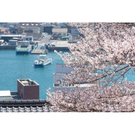 No.4827 千光寺公園から見る桜越しの風景