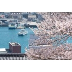 千光寺公園から見る桜越しの風景