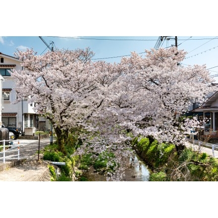 桜土手のハート形の桜