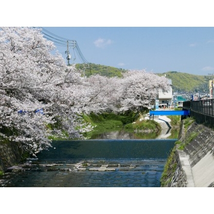 桜土手の桜