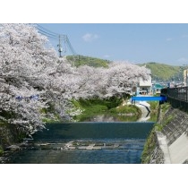 桜土手の桜