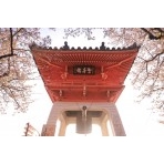 桜と千光寺