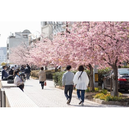 尾道商工会議所そばの河津桜並木