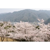 圓鍔勝三彫刻記念公園から見る春の風景