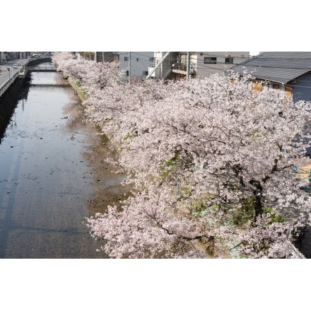 桜土手の桜風景