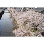 桜土手の桜風景