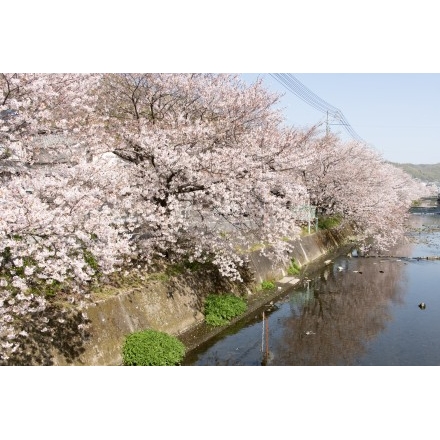 桜土手の桜風景