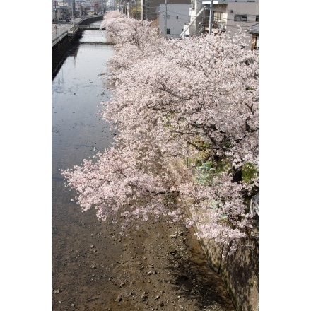 桜土手の桜風景