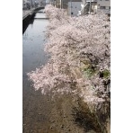 桜土手の桜風景