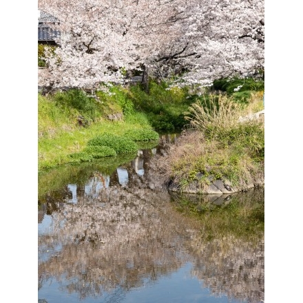 桜土手の桜風景