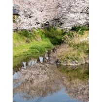桜土手の桜風景