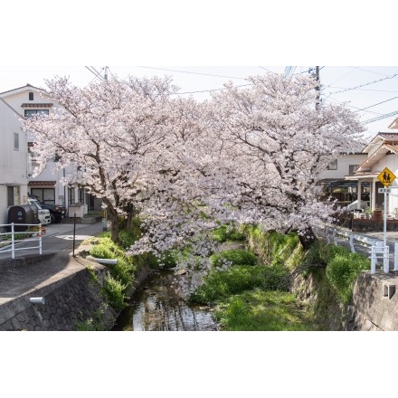 桜土手の桜風景