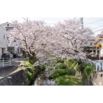 桜土手の桜風景