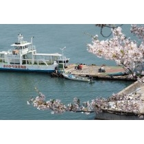 桜越しに見る尾道渡船桟橋