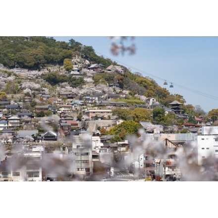 向島から見る千光寺一帯の春風景