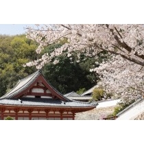 桜と西國寺金堂