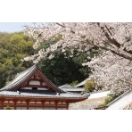 桜と西國寺金堂