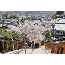 桜咲く西國寺の参道