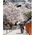 桜咲く西國寺の参道