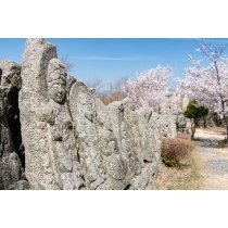 白滝山の五百羅漢と桜