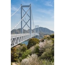 桜としまなみ海道因島大橋