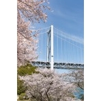 桜としまなみ海道因島大橋